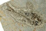 Oligocene Fossil Deep-Sea Hatchetfish (Polyipnus) - Poland #374280-1